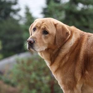 Meet your Posher, Sandy